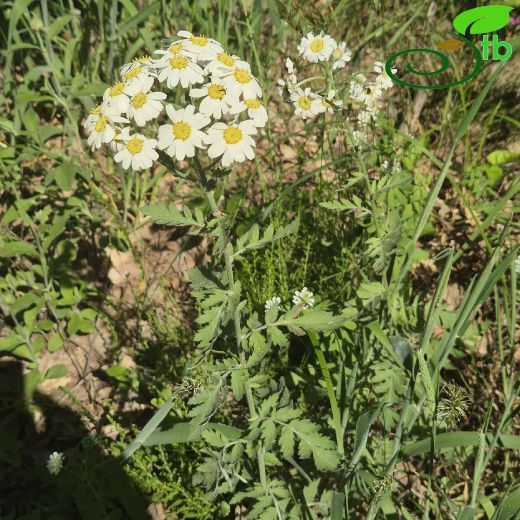 Tanacetum corymbosum