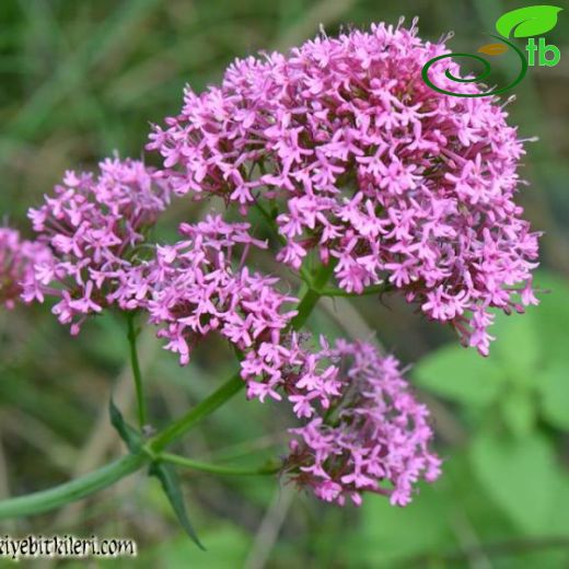 Centranthus ruber