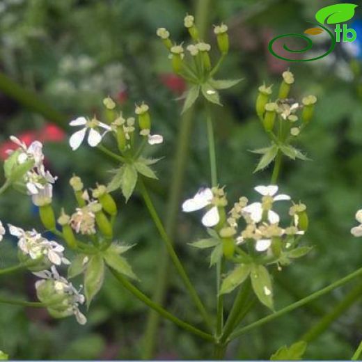 Anthriscus lamprocarpa