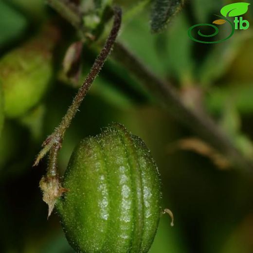 Medicago blancheana