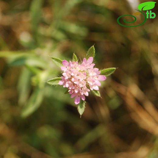 Caprifoliaceae-Hanımeligiller