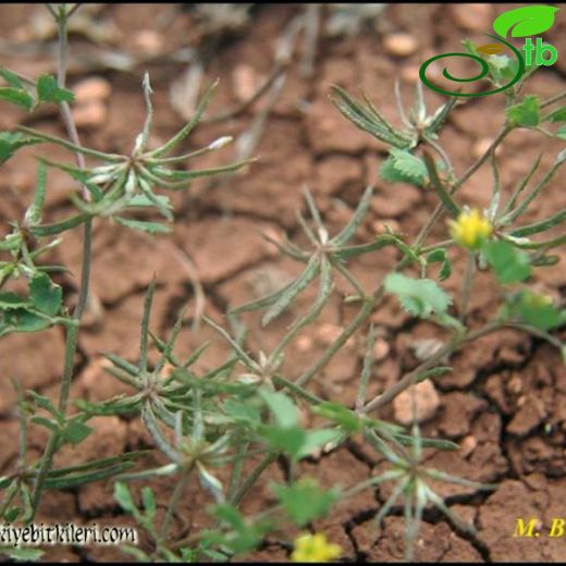 Medicago astroites