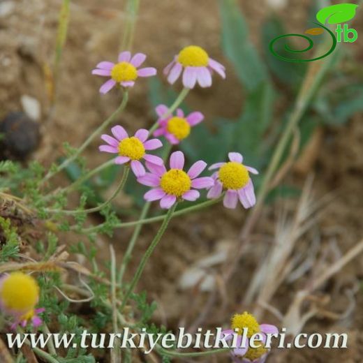 Anthemis rosea