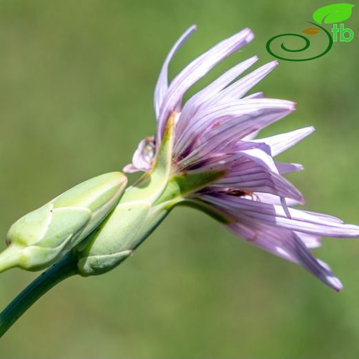 Asteraceae-Papatyagiller