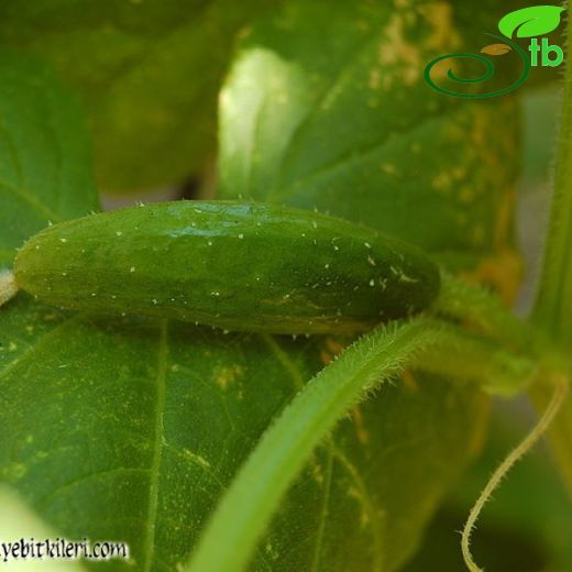 Cucumis-Hıyar