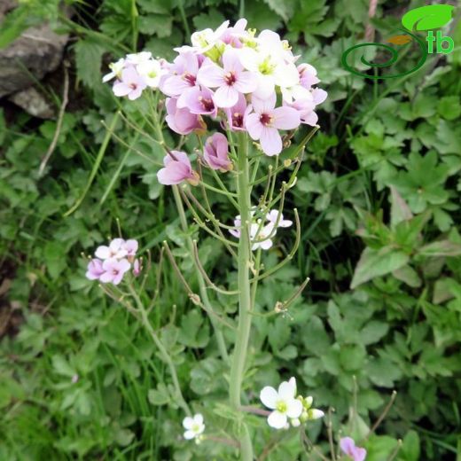 Cardamine raphanifolia