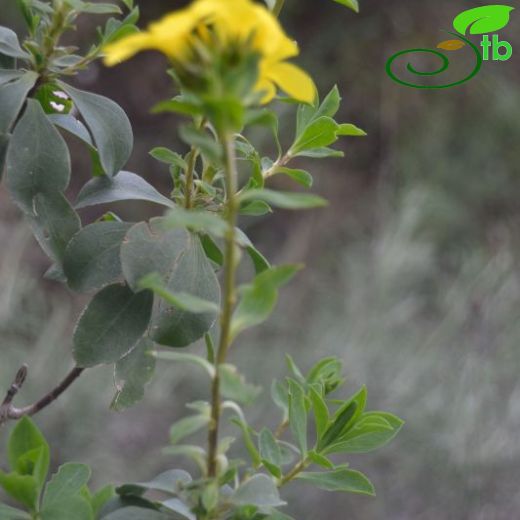 Linum arboreum