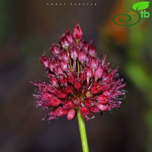 Allium stearnianum