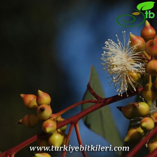 Eucalyptus camaldulensis