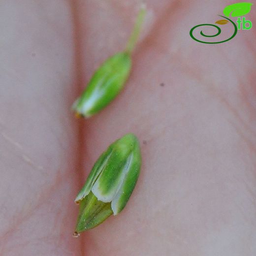 Polygonum mesembricum