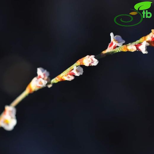 Polygonum karacae
