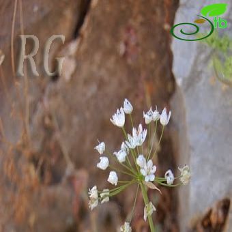 Allium neapolitanum