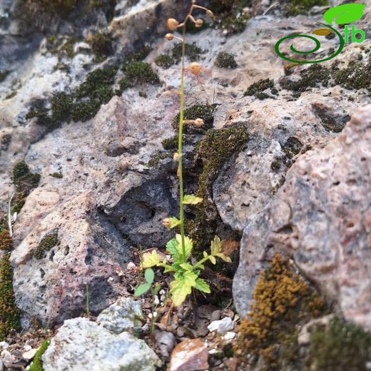 Verbascum-Sığırkuyruğu