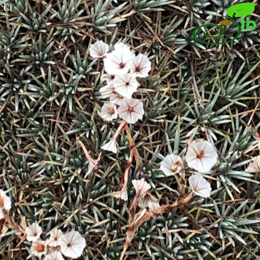 Acantholimon hohenackeri