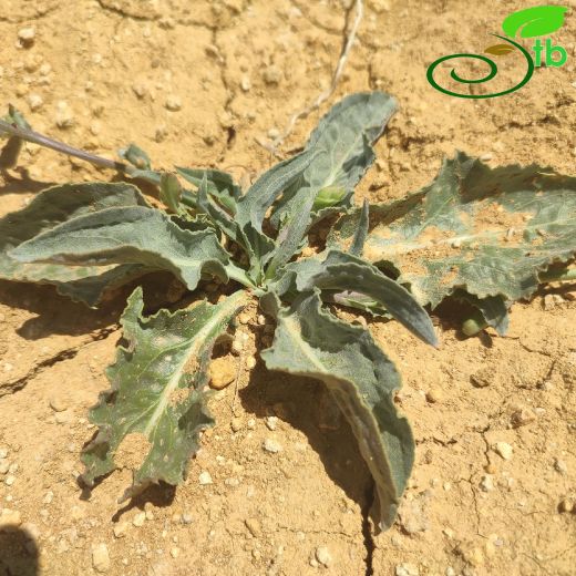 Asteraceae-Papatyagiller