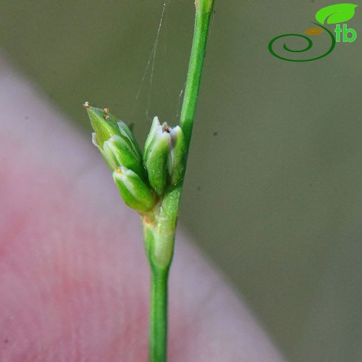 Polygonum mesembricum