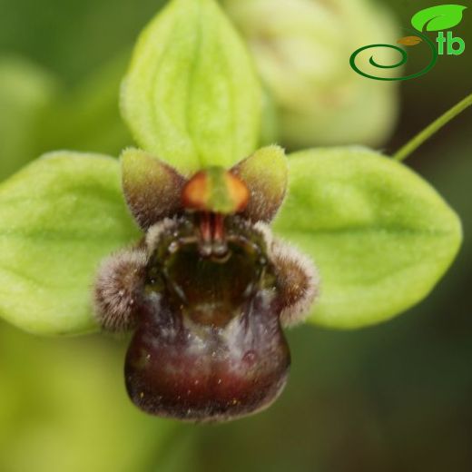 Ophrys bombyliflora