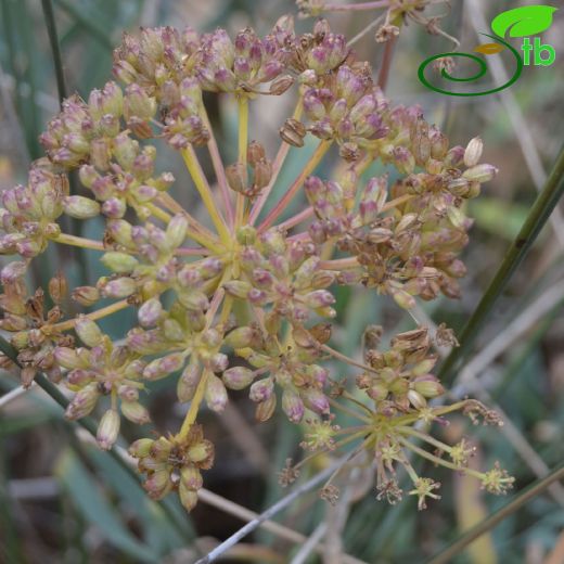 Crithmum-Denizteresi