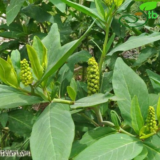 Phytolacca-Şekerciboyası