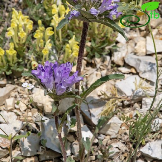Campanulaceae-Çançiçeğigiller