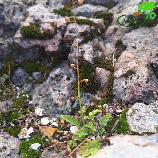 Verbascum-Sığırkuyruğu