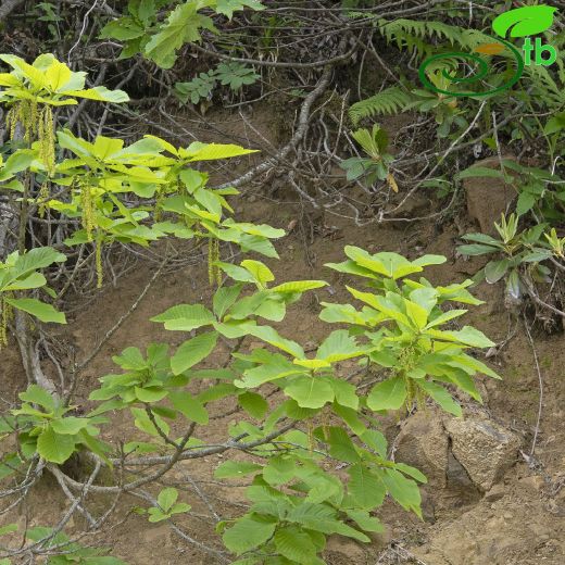 Quercus-Meşe