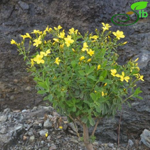 Linum arboreum