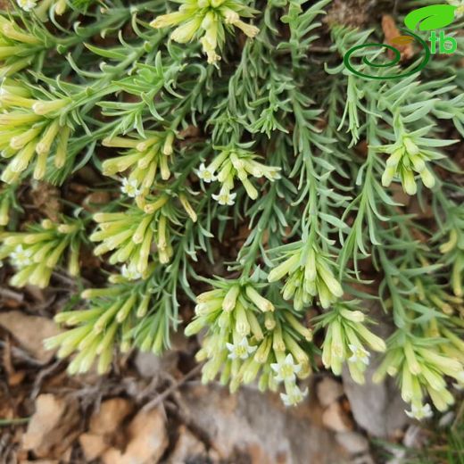 Chrysotesium-Anagüvelek