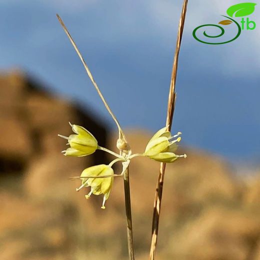 Amaryllidaceae-Nergisgiller