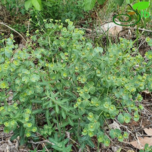 Euphorbiaceae-Sütleğengiller