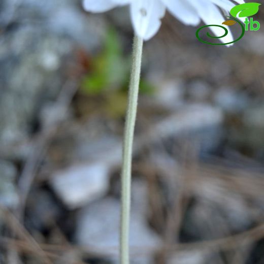 Anthemis tomentosa