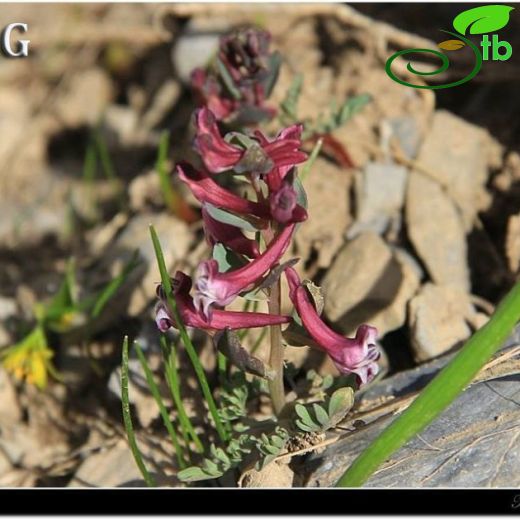 Corydalis oppositifolia