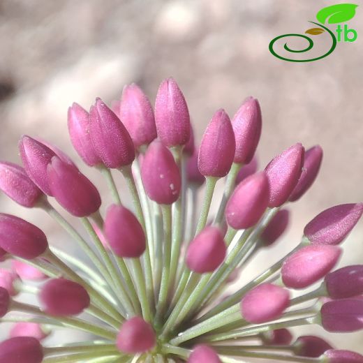 Amaryllidaceae-Nergisgiller