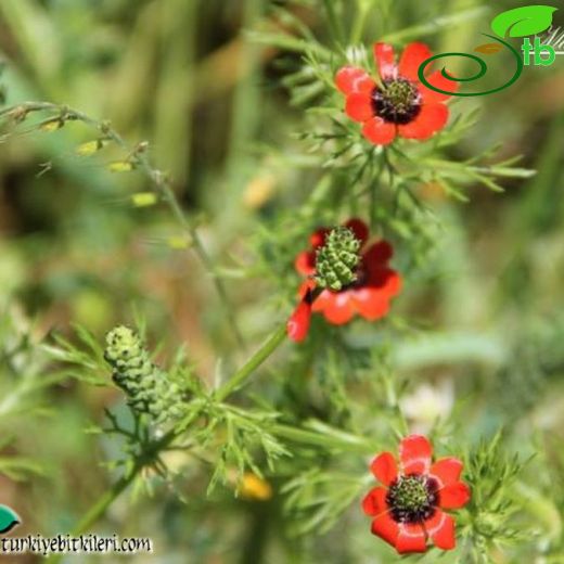 Adonis microcarpa