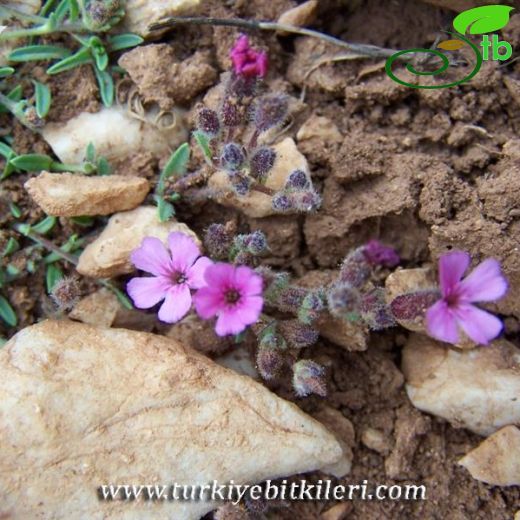 Saponaria pumilio