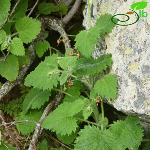 Scrophularia-Sıracaotu