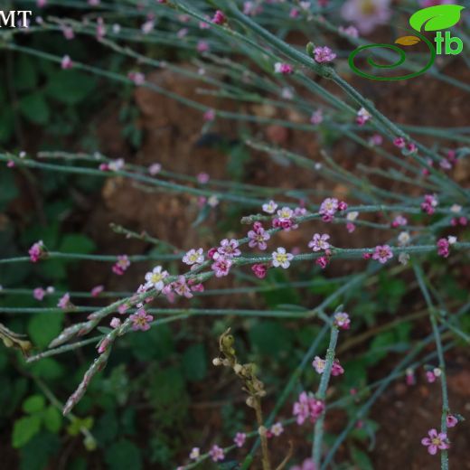 Polygonum arenarium