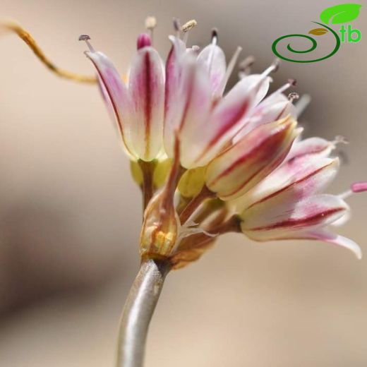 Allium tauricola