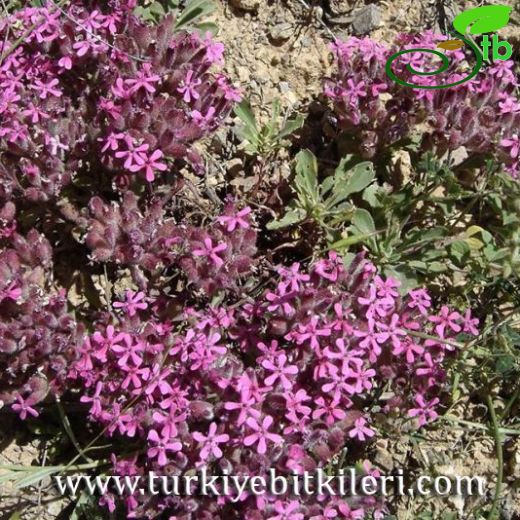 Saponaria prostrata