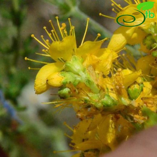 Hypericum scabrum