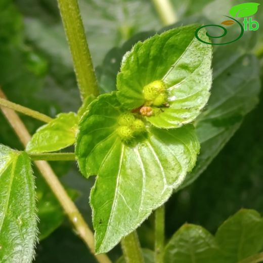 Euphorbiaceae-Sütleğengiller