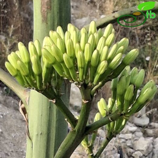 Agave-Sabırlık