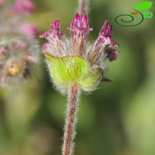 Sideritis libanotica