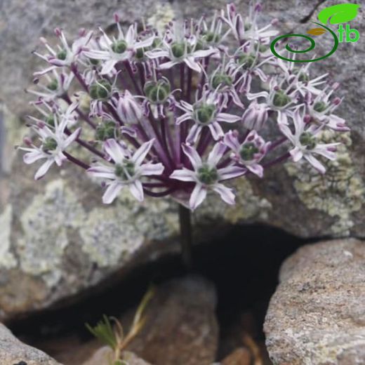 Allium donmezii