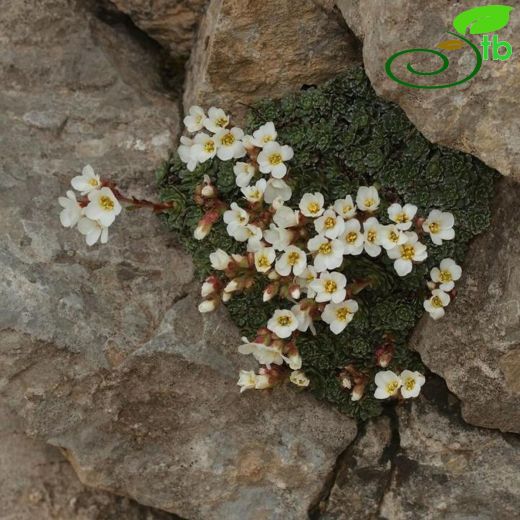 Saxifraga sumruae