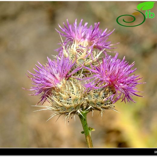 Centaurea sintenisiana