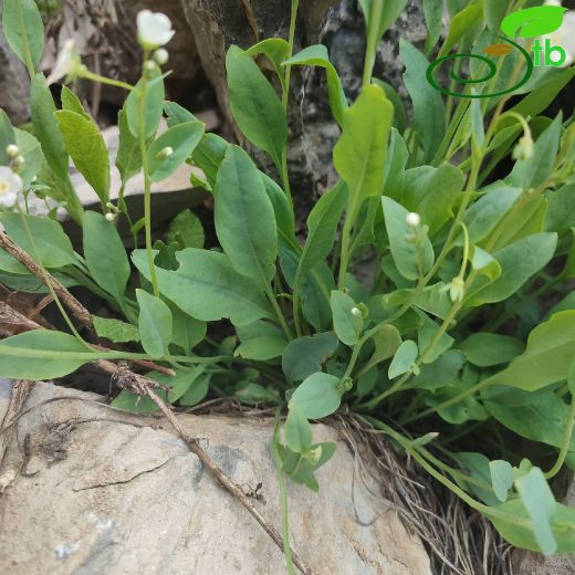 Omphalodes-Süreyre