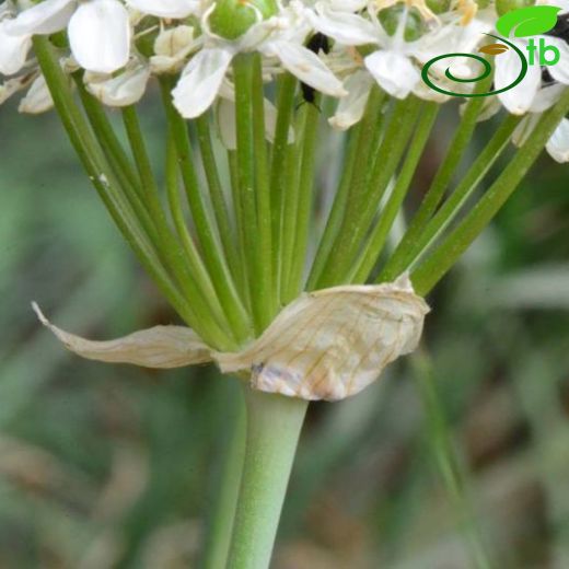 Allium multibulbosum