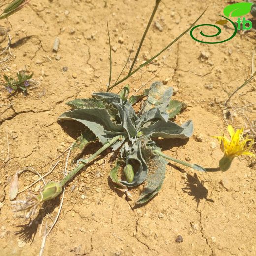 Asteraceae-Papatyagiller