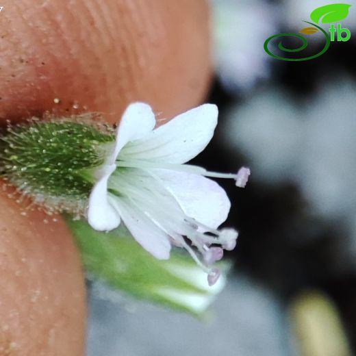 Saponaria pinetorum